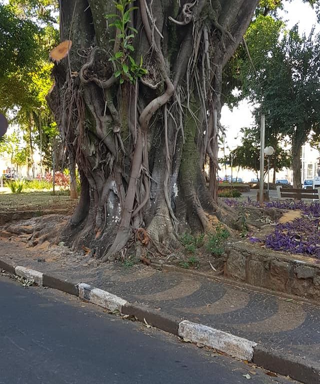 Erradicação das árvores do Jardim Velho – Mogi Mirim